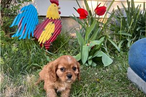 Nugget - puppy for sale