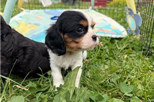Oriana - Cavalier King Charles Spaniel for sale