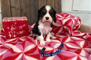 Asher - Cavalier King Charles Spaniel for sale