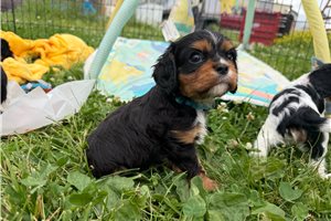 Otis - Cavalier King Charles Spaniel for sale