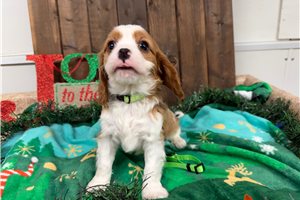Igor - Cavalier King Charles Spaniel for sale