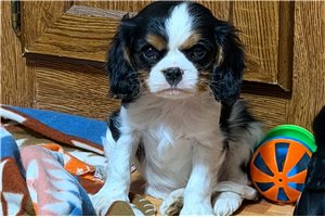 Hampshire - Cavalier King Charles Spaniel for sale