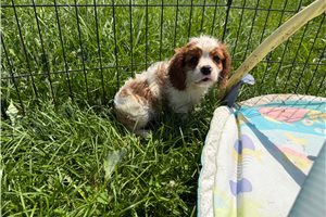 Carter - Cavalier King Charles Spaniel for sale