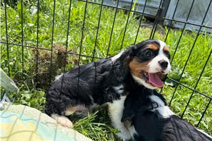 Dash - Cavalier King Charles Spaniel for sale