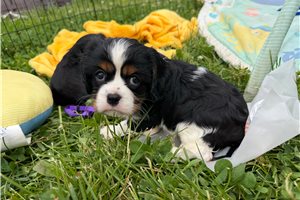 Olympia - Cavalier King Charles Spaniel for sale