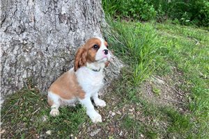 Silas - Cavalier King Charles Spaniel for sale