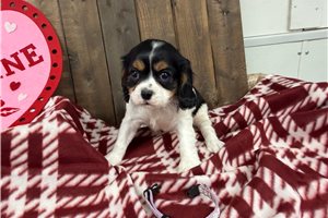 Lena - Cavalier King Charles Spaniel for sale