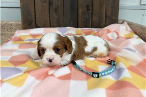 Lucas - Cavalier King Charles Spaniel for sale