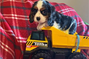 Vincent - Cavalier King Charles Spaniel for sale