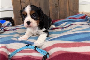 Emmett - Cavalier King Charles Spaniel for sale