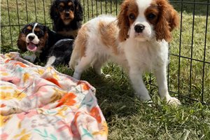 Carter - Cavalier King Charles Spaniel for sale