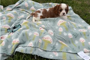 Lucas - Cavalier King Charles Spaniel for sale
