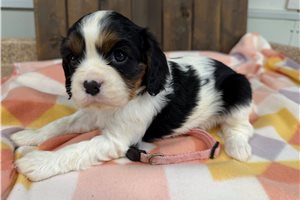 Leila - puppy for sale