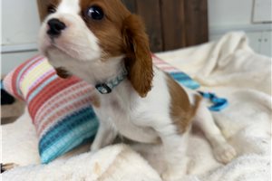 Lucas - Cavalier King Charles Spaniel for sale