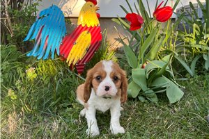 Silas - Cavalier King Charles Spaniel for sale