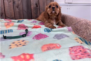 Norman - Cavalier King Charles Spaniel for sale