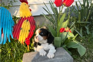 Selene - puppy for sale