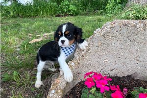 Sammy - puppy for sale