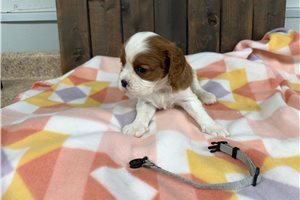 Liam - puppy for sale