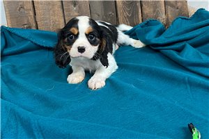 Channing - Cavalier King Charles Spaniel for sale