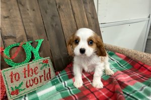 Franklin - Cavalier King Charles Spaniel for sale