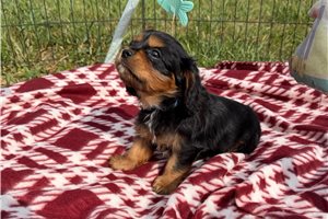 Landon - Cavalier King Charles Spaniel for sale