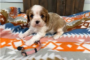 Ester - puppy for sale