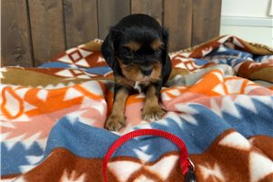 Fergus - puppy for sale