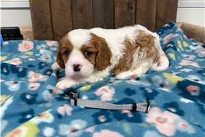 Carter - Cavalier King Charles Spaniel for sale