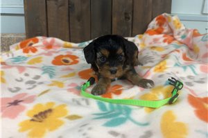 Omar - puppy for sale