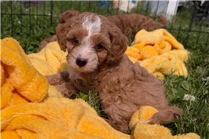 Omari - Cavapoo for sale
