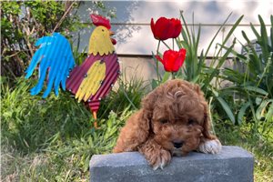 Archer - Cavapoo for sale