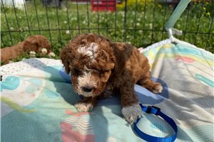 Odin - Cavapoo for sale