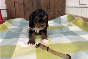 Otto - puppy for sale