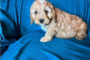 Bodie - Cavapoo for sale
