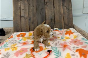 Miguel - puppy for sale