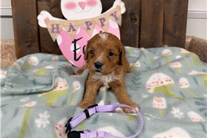 Camila - puppy for sale