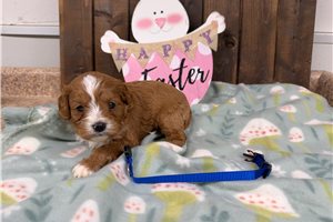 Cameron - puppy for sale