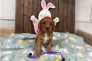Catalina - puppy for sale