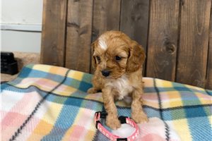 Flora - puppy for sale