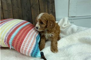 Cooper - Cavapoo for sale