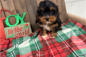Florence - Cavapoo for sale