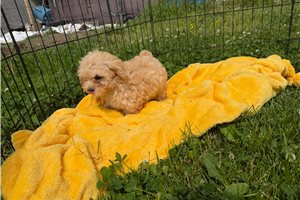 Olivia - Cavapoo for sale