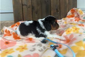 Onyx - Cavapoo for sale