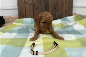 Oakleigh - puppy for sale