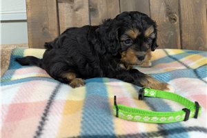 Finn - puppy for sale