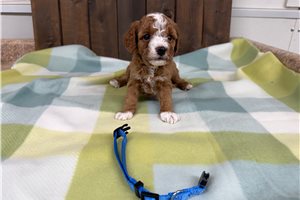 Odin - puppy for sale