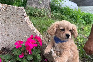 Amir - puppy for sale