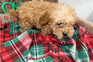 Mick - Cavapoo for sale