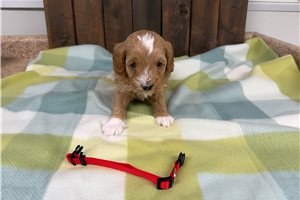 Ozzy - puppy for sale